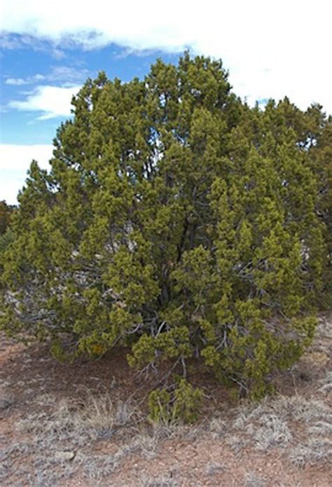 Juniperus monosperma - one-seed juniper, New Mexico cedar, cherrystone ...