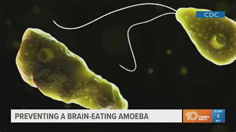 How Common Is Braineating Amoeba? The Facts Explained