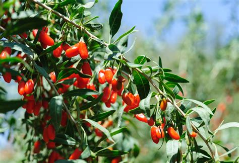 Growing Goji Berries: A Guide for Backyard Gardeners - Ty Ty Plant ...