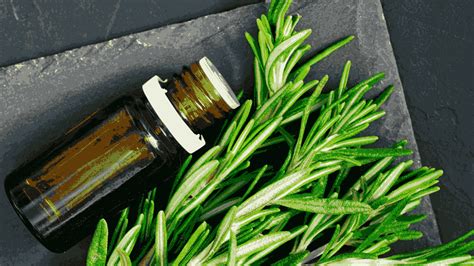 Rosemary Oil for Hair: Growth Benefits and How to Use It