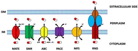 Antimicrobial Resistance: Two-Component Regulatory Systems and ...