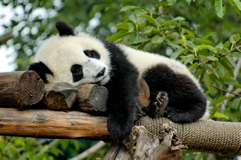 Panda Diplomacy: The World’s Cutest Ambassadors - History in the Headlines