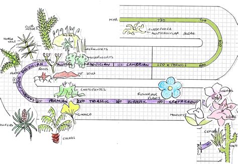 Evolution Of Plants Timeline - Plant Ideas