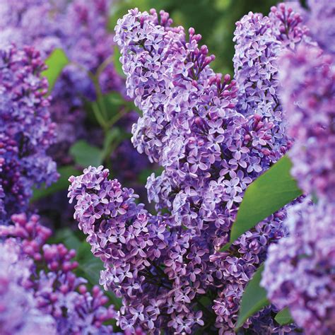 Garden State Bulb Common Purple Lilac Shrub, Live Bare Root (Bag of 1 ...