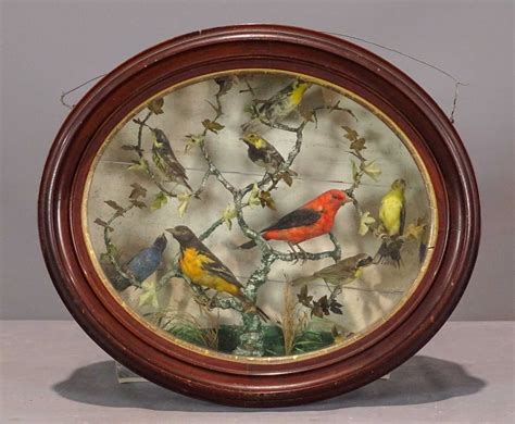 Taxidermy Bird Display – COPAKE AUCTION