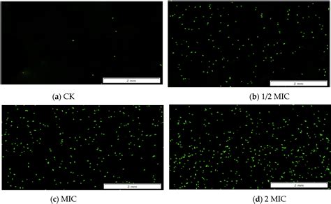 Effects of Cinnamon Essential Oil on Oxidative Damage and Outer ...