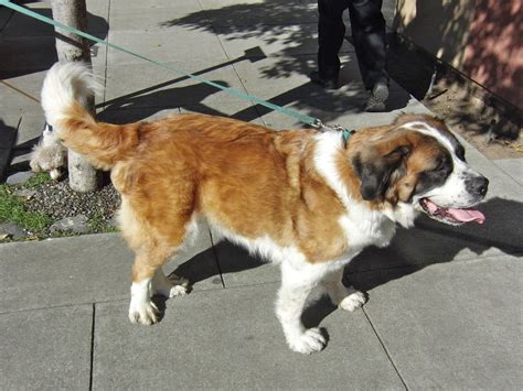 Saint Bernard And Husky Mix