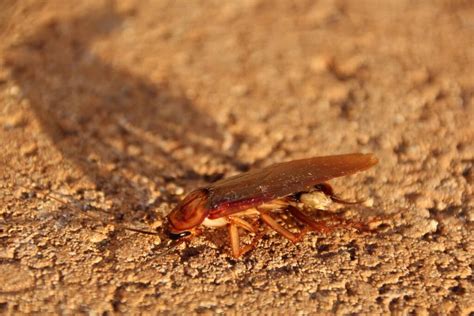Image result for How to Catch Cockroach