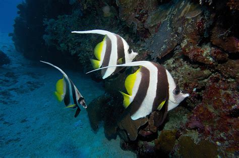 From The Great Barrier Reef Fish