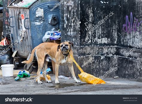 What If Dog Eats Plastic