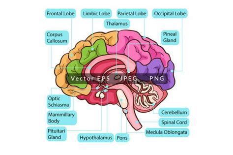 Brain Function 的图像结果