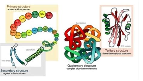structure of proteins for neetdon't spam pls give to the point answer ...
