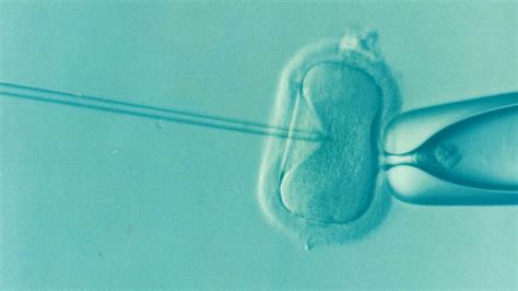 胚胎碎片率多少才最美？对试管有什么影响？ - 知乎