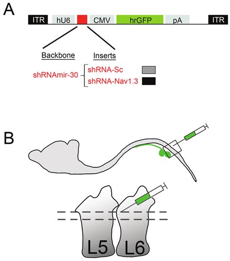 Image result for Intrathecal Injection Mouse