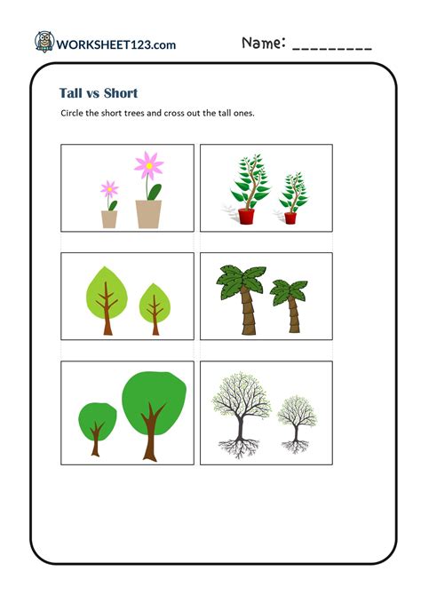 Tall vs Short Worksheets | Size Comparison Worksheets for Kindergarten