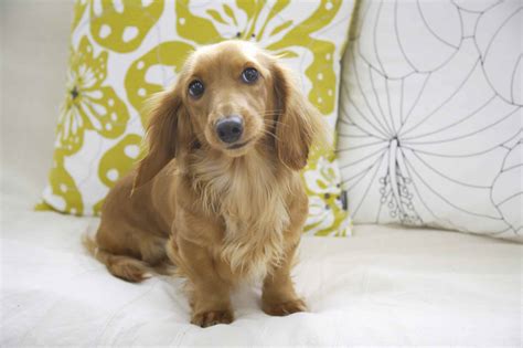 Mini Dachshund Progression: Growth Chart, Milestones, and Training Tips ...