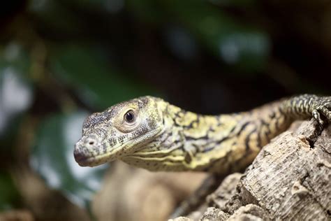 Komodo Dragon Baby