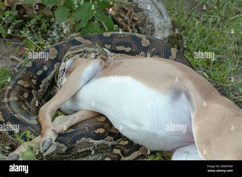Image result for Python Snakes Eating Cats