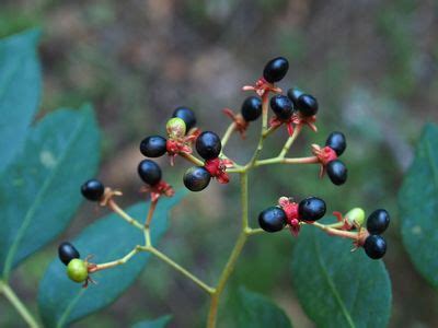 Picrasma Blume | Plants of the World Online | Kew Science