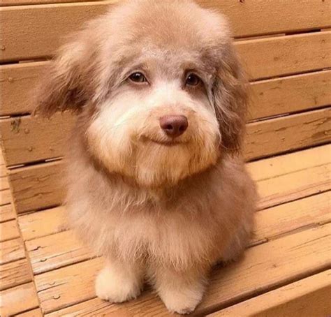 This dog looks like Detective Harry Ambrose and I hate it. : TheSinner