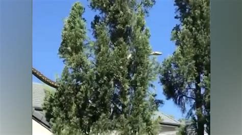 Image result for 16-Foot Python