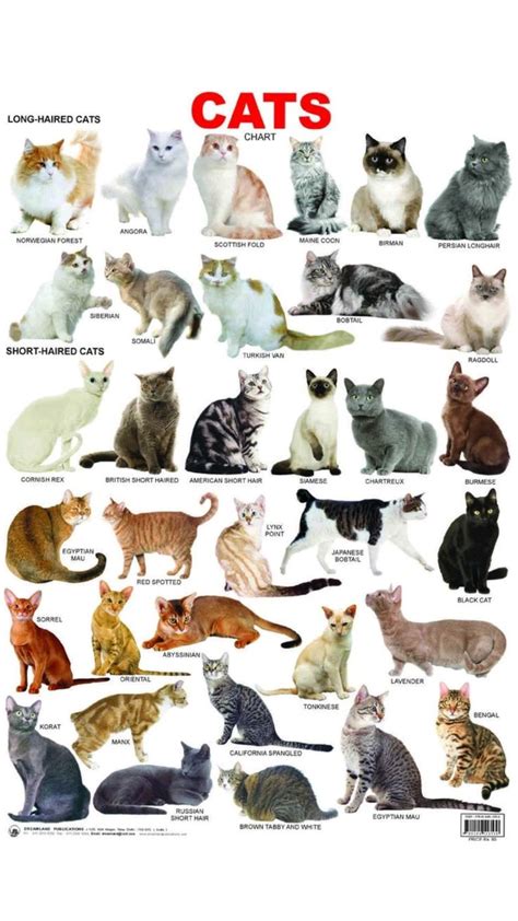 Image result for Types of Cats