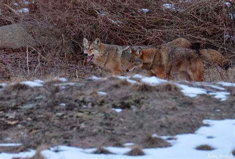 coyote mating season | Kim Smith Films