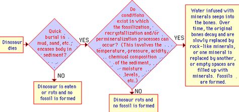 Image result for Fossil Formation Process