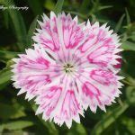 Indian Institute of Science Bangalore