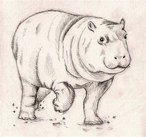 11 Hippopotamus ideas | hippopotamus, hippo drawing, hippo