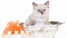 animale vanitoso bagno per gatti legnano peluqueria canina animale vanitoso bagno per gatti legnano peluqueria canina