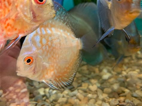 Yellow Checkerboard Discus 的图像结果