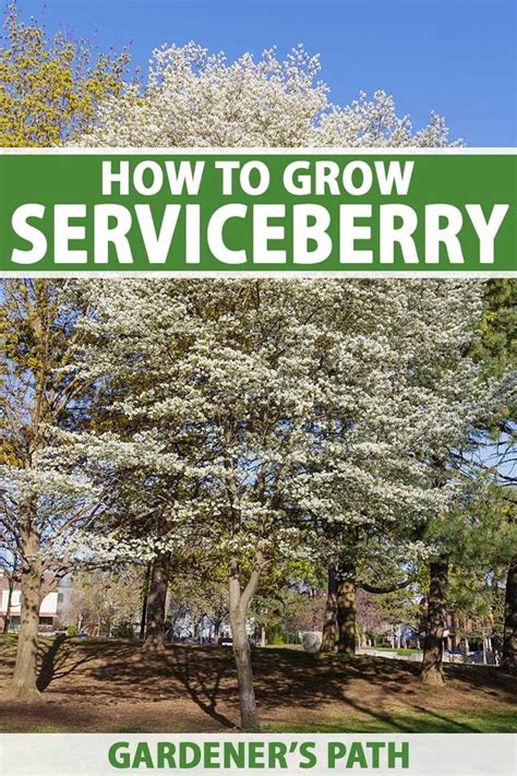 Image result for Serviceberries Tree