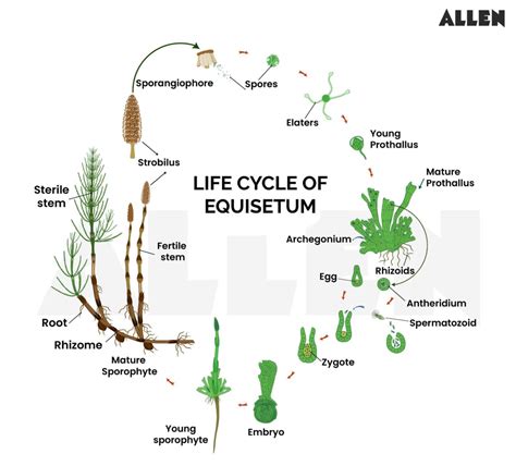 Reproduction Of Equisetum