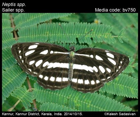Neptis spp. | Butterfly
