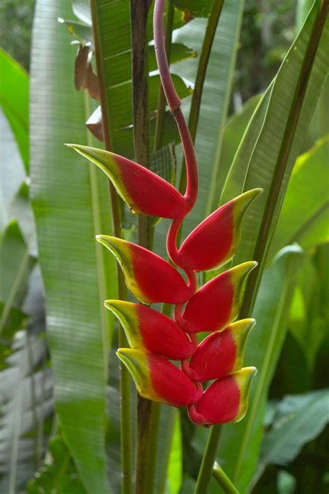 Heliconia | Description, Species, & Facts | Britannica