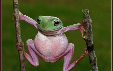 Image result for Funny Tree Frog