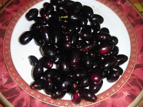 Jamun Fruit In English Language at Patricia Flores blog