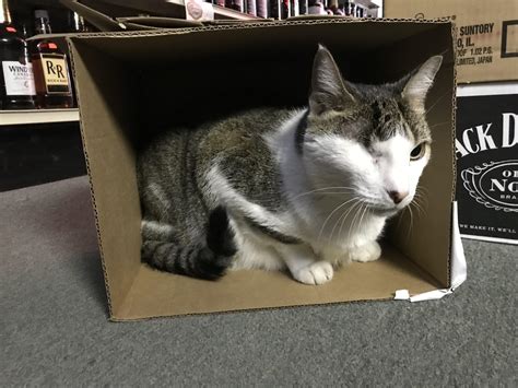 Lucky, our loyal liquor store cat of over 10 years. Showed up with BB ...