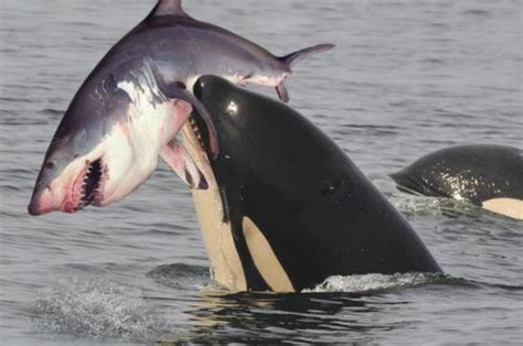 虎鲸与大白鲨的诸多关系 - 哔哩哔哩