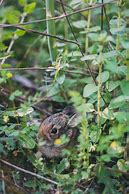 Image result for Really Cute Baby Bunny