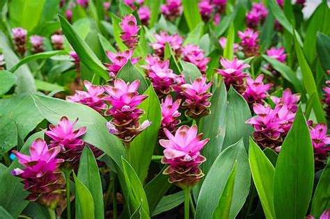 Image result for Curcuma Protocol Cancer