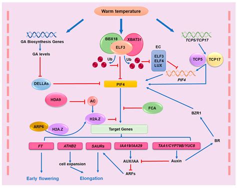 Regulatory Mechanisms of Heat Stress Response and Thermomorphogenesis ...