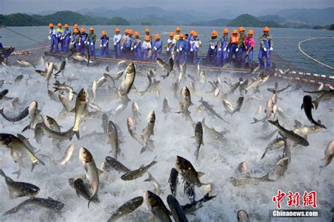 浙江舟山千艘渔船开赴捕捞，梭子蟹登陆 - 每日头条