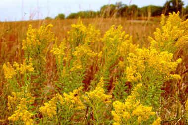 On Alabama's state flower, and resegregation (letters) - al.com