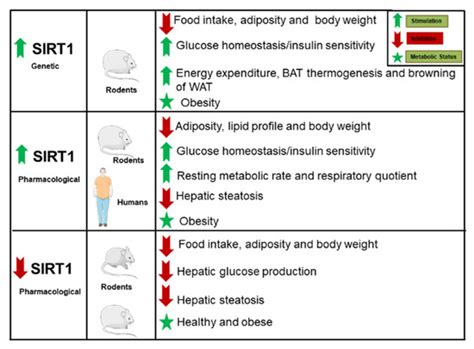 Hypothalamic Actions of SIRT1 and SIRT6 on Energy Balance
