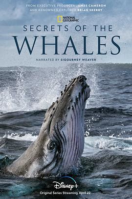 鲸鱼的秘密Secrets of the Whales[2021美国]高清资源BT下载_片吧
