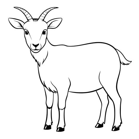 Outline Of Goat
