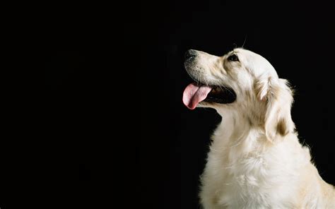 Thomasville-Thomas County Humane Society