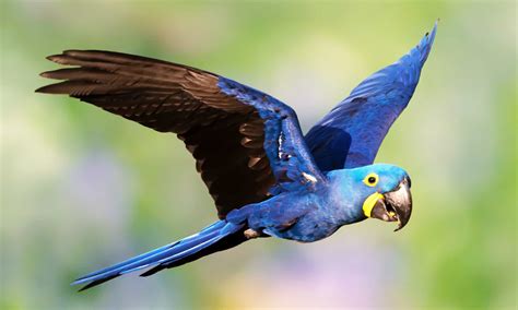 Macaw Bird Facts - Psittacidae (New World and African parrots) - A-Z ...